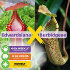 Nepenthes burbidgeae x edwardsiana 'Burbeddy' Pitcher Plant - Nepenthes