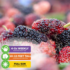 Dwarf Thai Mulberry - Morus alba hybrid