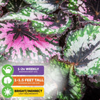 Begonia rex 'Kotobuki' Japanese Hybrid - Begonia rex-cultorum 'Kotobuki'