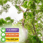 Cinnamon Tree - Cinnamomum zeylanicum