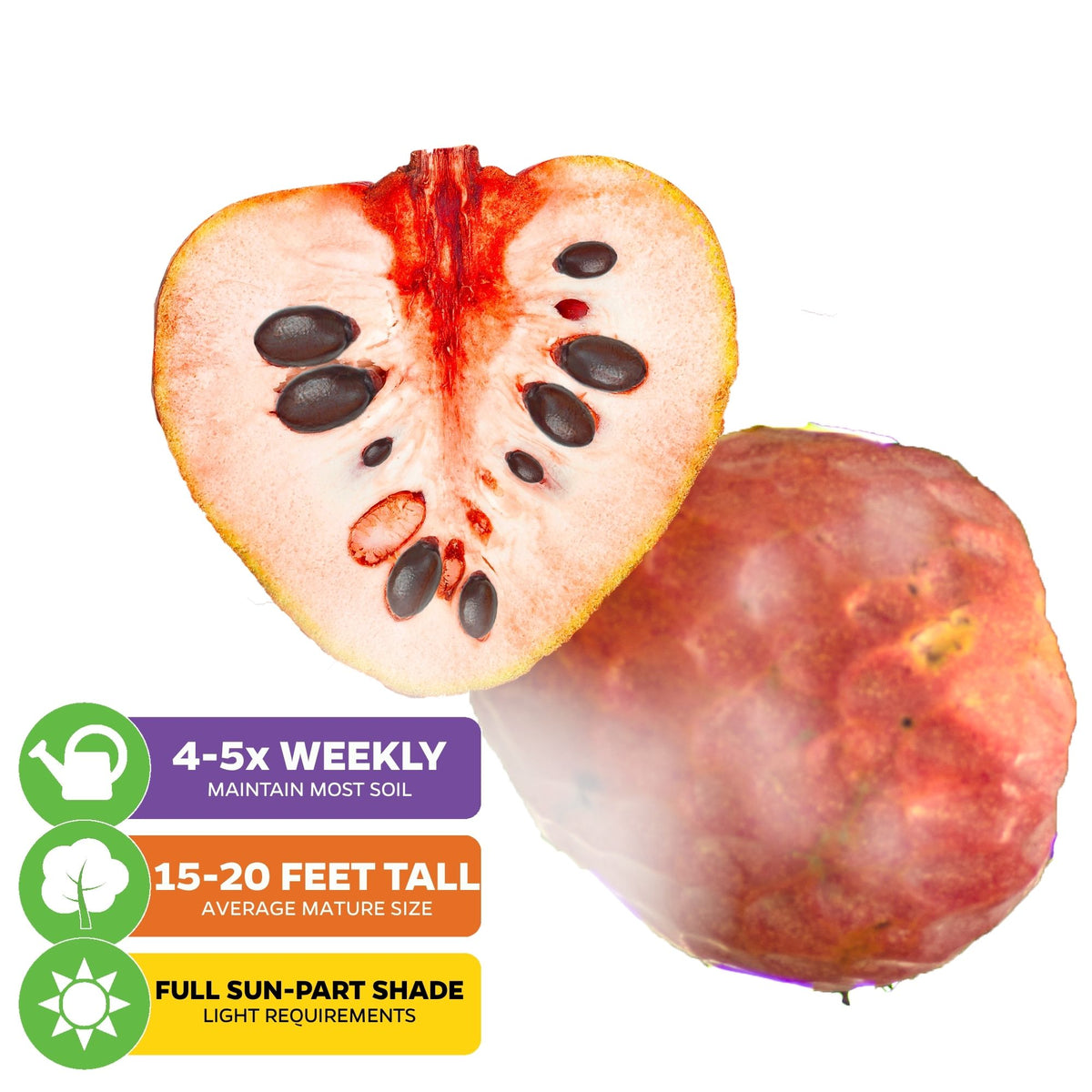 Painter's Cherilata (Grafted) - Annona cherimoya x reticulata