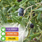 Mission Olive Tree (California Mission) - Olea Europaea