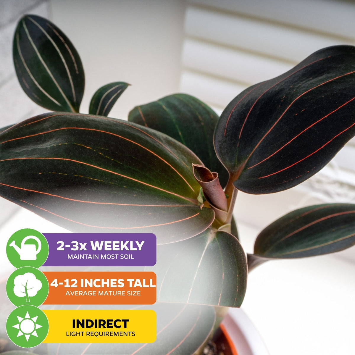 Jewel Orchid - Ludisia discolor