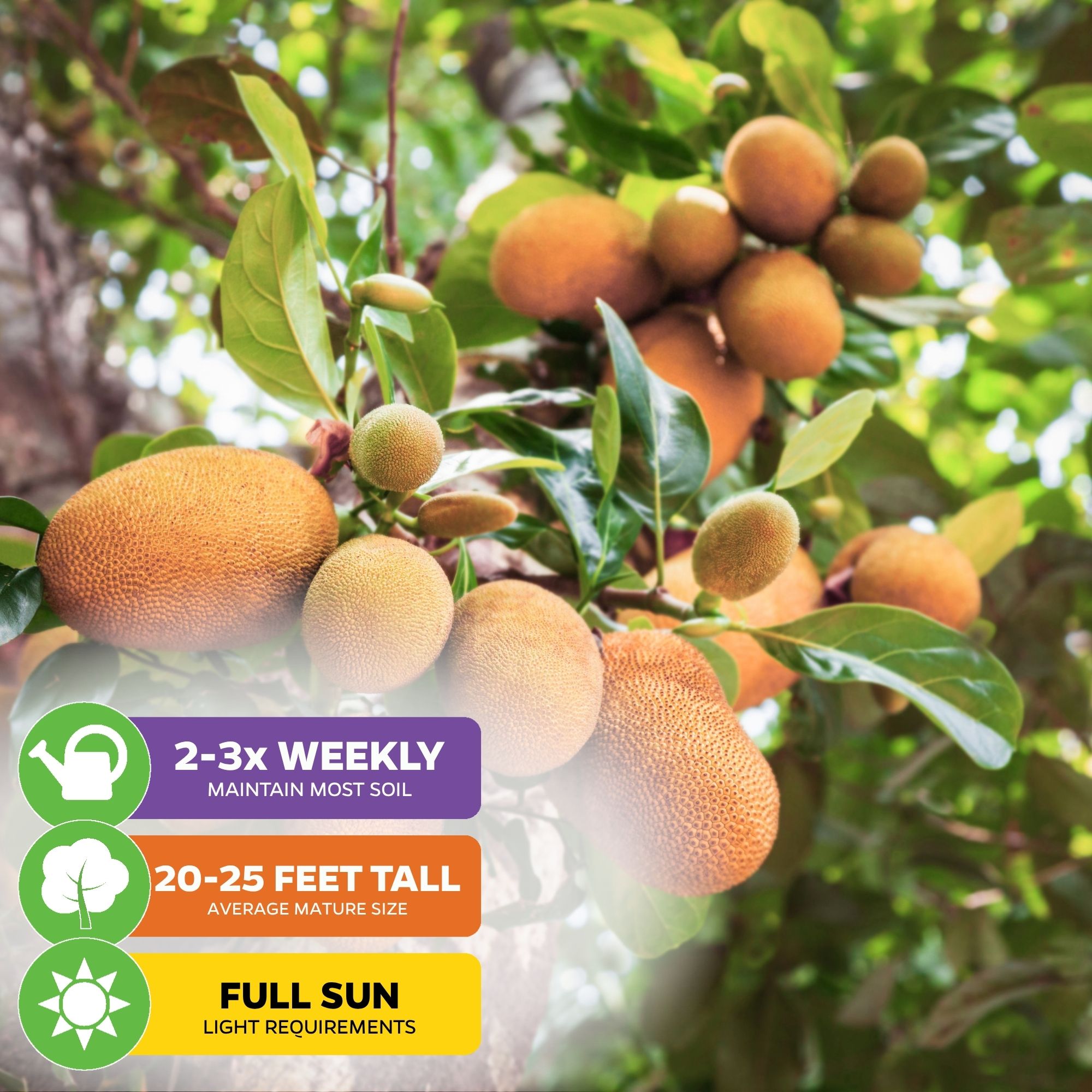 Jackfruit Sunshine Crunch (Ratu Red) - Artocarpus heterophyllus