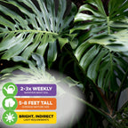 Monstera deliciosa - Split-Leaf Philodendron/Swiss Cheese