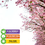 Pink Tabebuia (Rosy Trumpet Tree) - Tabebuia rosea