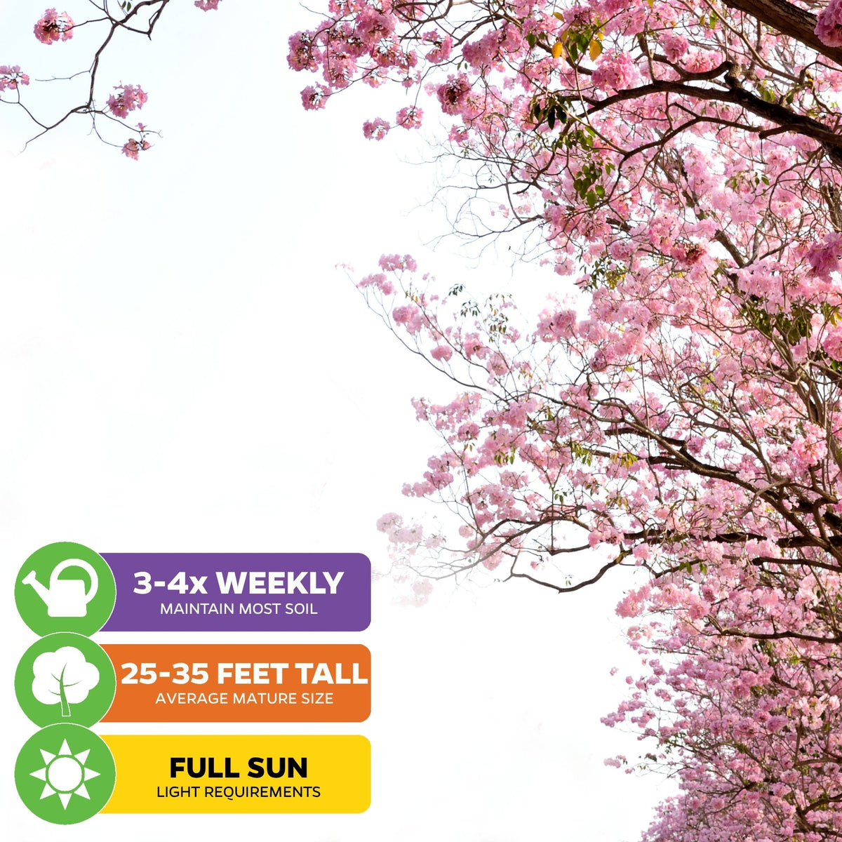 Pink Tabebuia (Rosy Trumpet Tree) - Tabebuia rosea