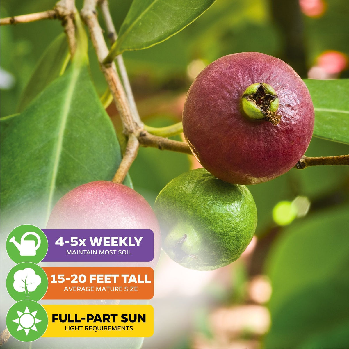 Cattley Guava (Strawberry Guava) - Psidium littorale cattleianum