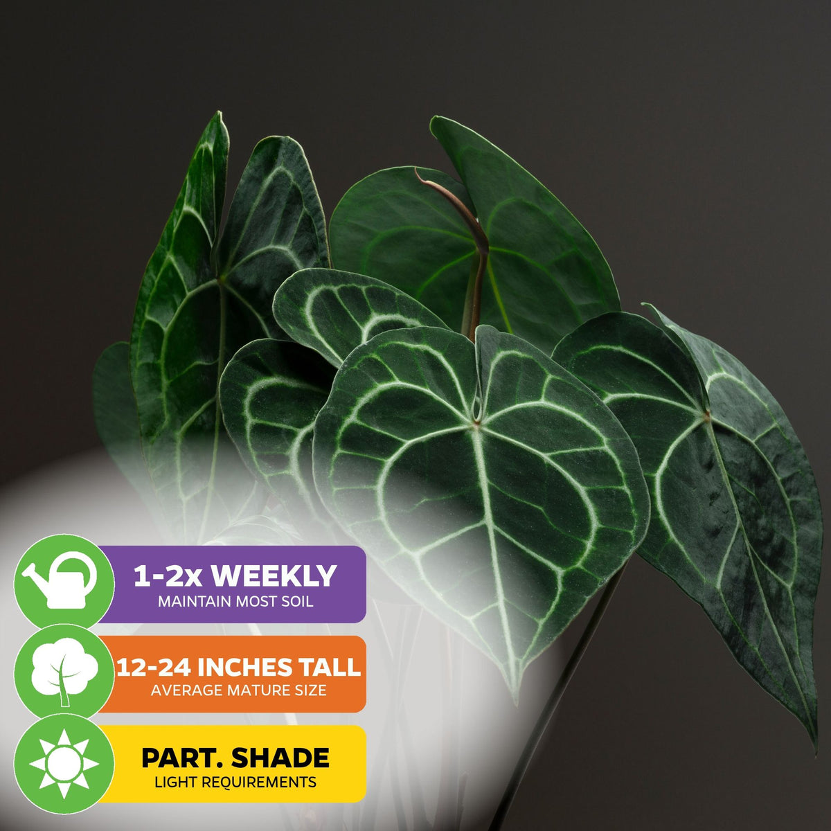 Anthurium clarinervium (Velvet Cardboard Anthurium)