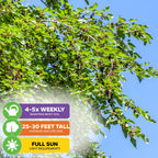Illinois Everbearing Red Mulberry Tree - Morus rubra