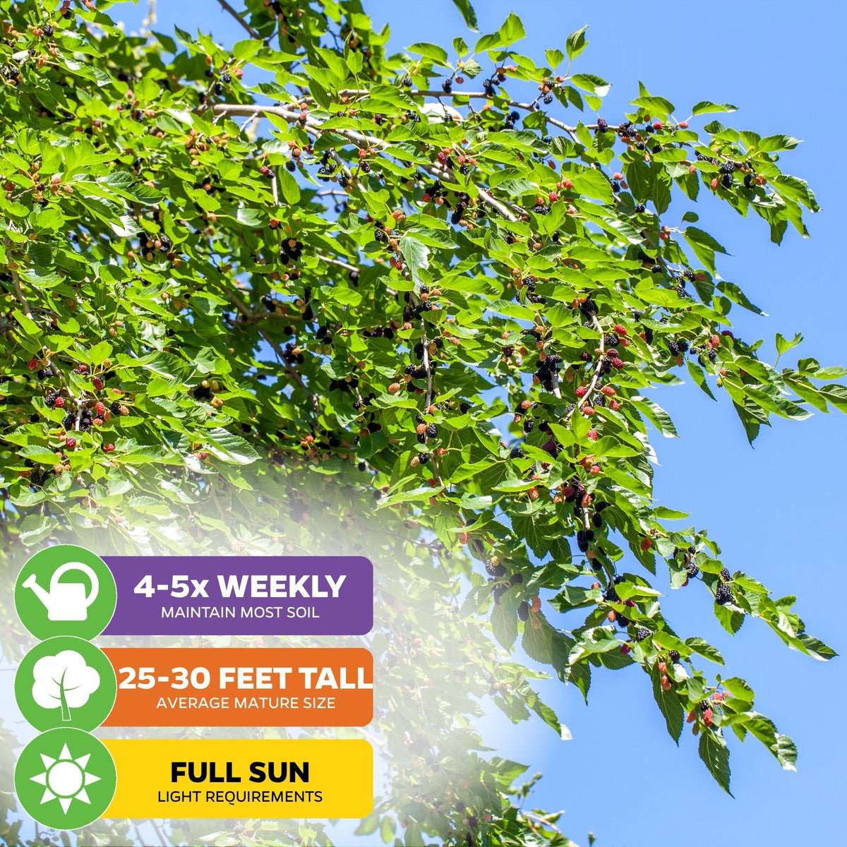 Illinois Everbearing Red Mulberry Tree - Morus rubra