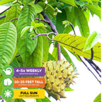 Rollinia Fruit (Biriba / Lemon Meringue Pie Fruit) - Rollinia deliciosa