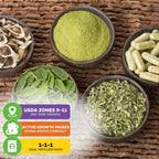Moringa Tree Seeds (Moringa oleifera) - Pack of 25
