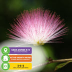 Pink Silk Mimosa Plant Seeds (Albizia julibrissin) - Pack of 30