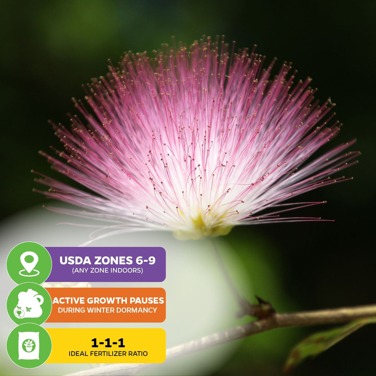 Pink Silk Mimosa Plant Seeds (Albizia julibrissin) - Pack of 30