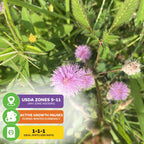 Sensitive Plant Seeds (Mimosa pudica) - Pack of 200