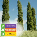 Italian Cypress Tree Seeds (Cupressus sempervirens) - Pack of 100