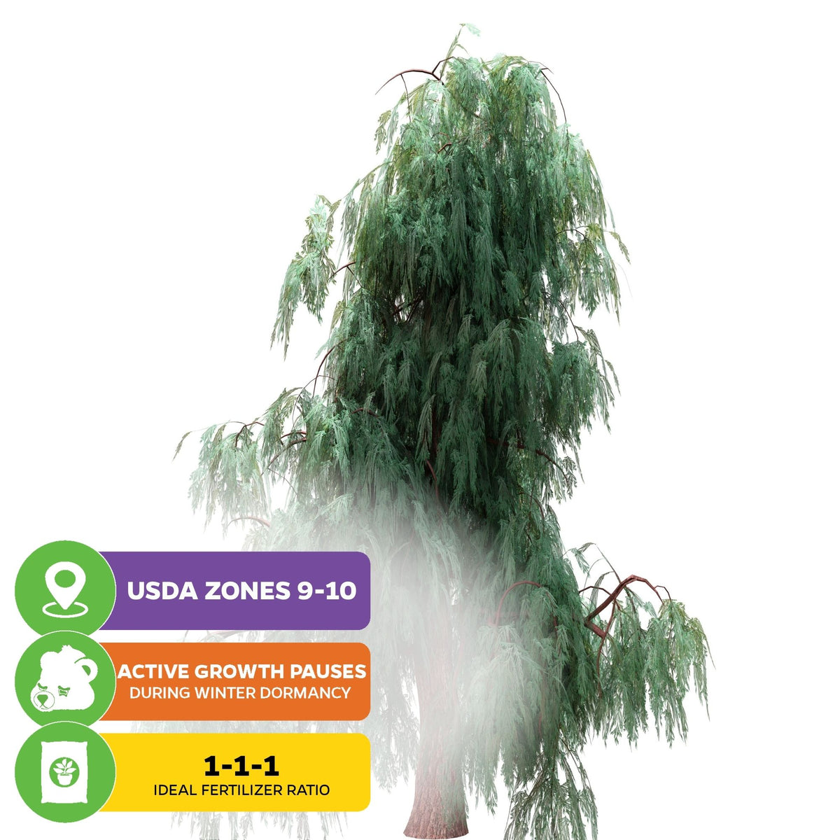 Kashmir Cypress Tree Seeds (Cupressus cashmeriana) - Pack of 50