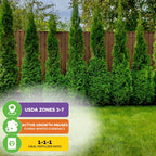American Arborvitae Tree Seeds (Thuja occidentalis) - Pack of 100 or 1,000