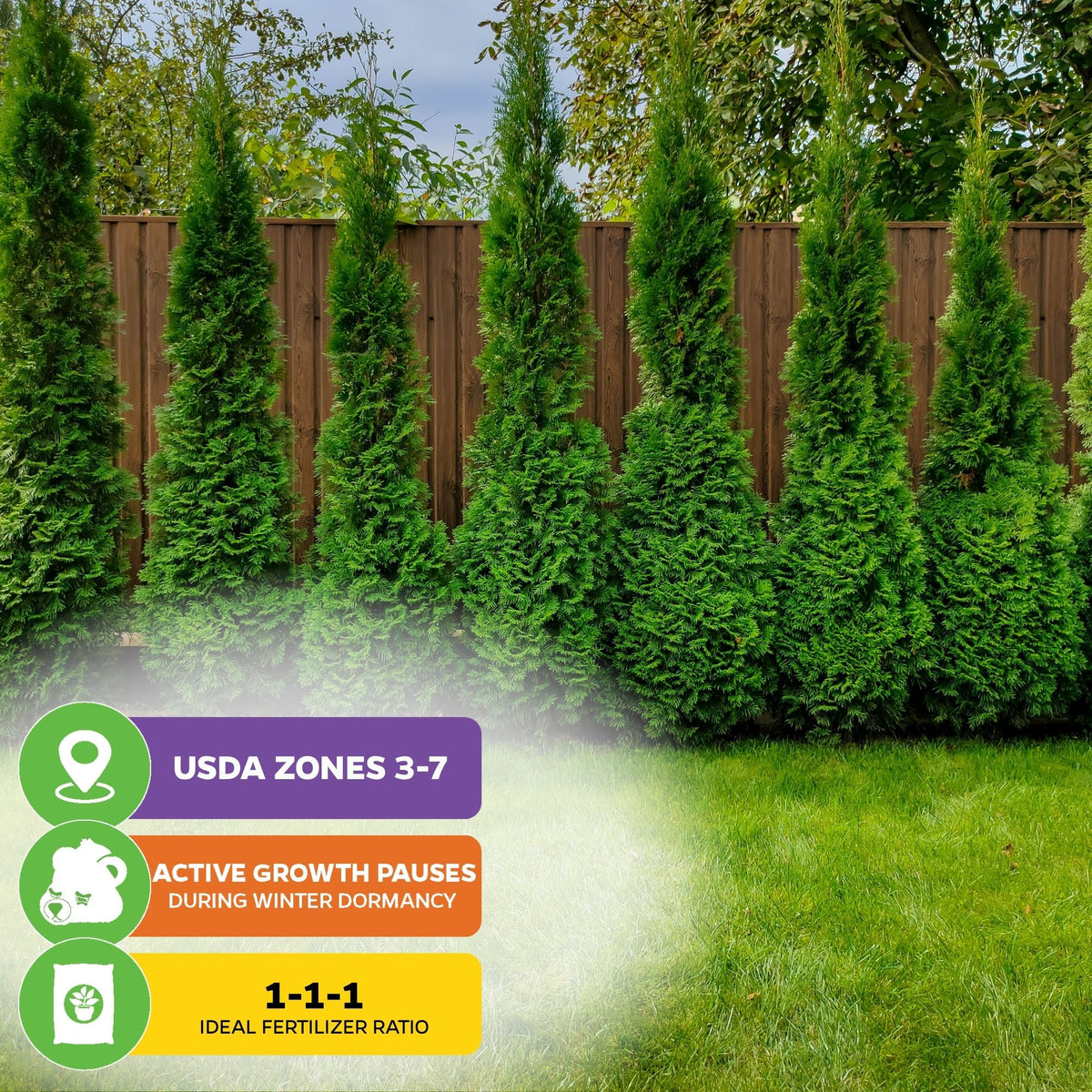 American Arborvitae Tree Seeds (Thuja occidentalis) - Pack of 100 or 1,000