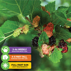 Close-up of Wellspring Gardens' Mojo Berry PP Mulberry (Morus rotundiloba) with berries ripening from red to purple-black. Care icons: water 3–4x weekly, grows 4–6 ft, requires full to partial sun. Perfect for patios.
