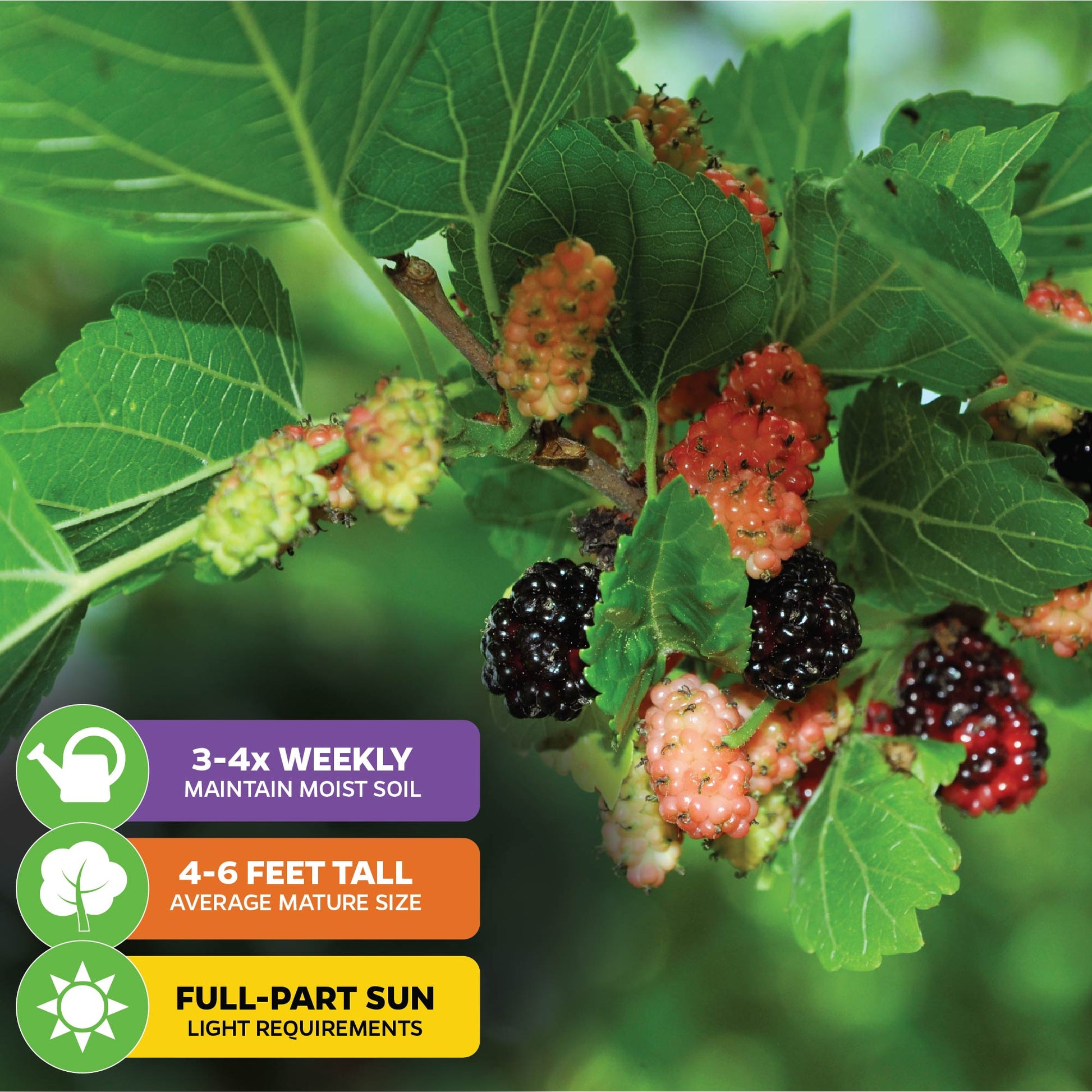 Mojo Berry PP Mulberry - Morus rotundiloba (Premium Size)