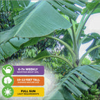The Mona Lisa Banana (Musa acuminata) by Wellspring Gardens features disease-resistant plants with large green leaves. Care tips: water 6-7x/week, grows 10-12 ft, thrives in full sun, needs moist soil—ideal for outdoor gardens.