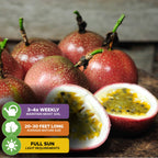 Several Wellspring Gardens Panama Red Passion Fruit (Passiflora edulis) are shown, some whole and one cut to display the yellow pulp and seeds. Care: water 3–4x weekly, grows 20–30 ft, needs full sun, attracts butterflies.