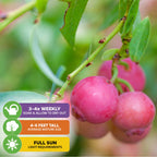 Close-up of Pink Lemonade Blueberry (Rabbiteye) - Vaccinium by Wellspring Gardens: berries on a leafy branch, with icons showing care needs—water 3-4x/week, grows 4-6 ft, self-pollinating, requires full sun.