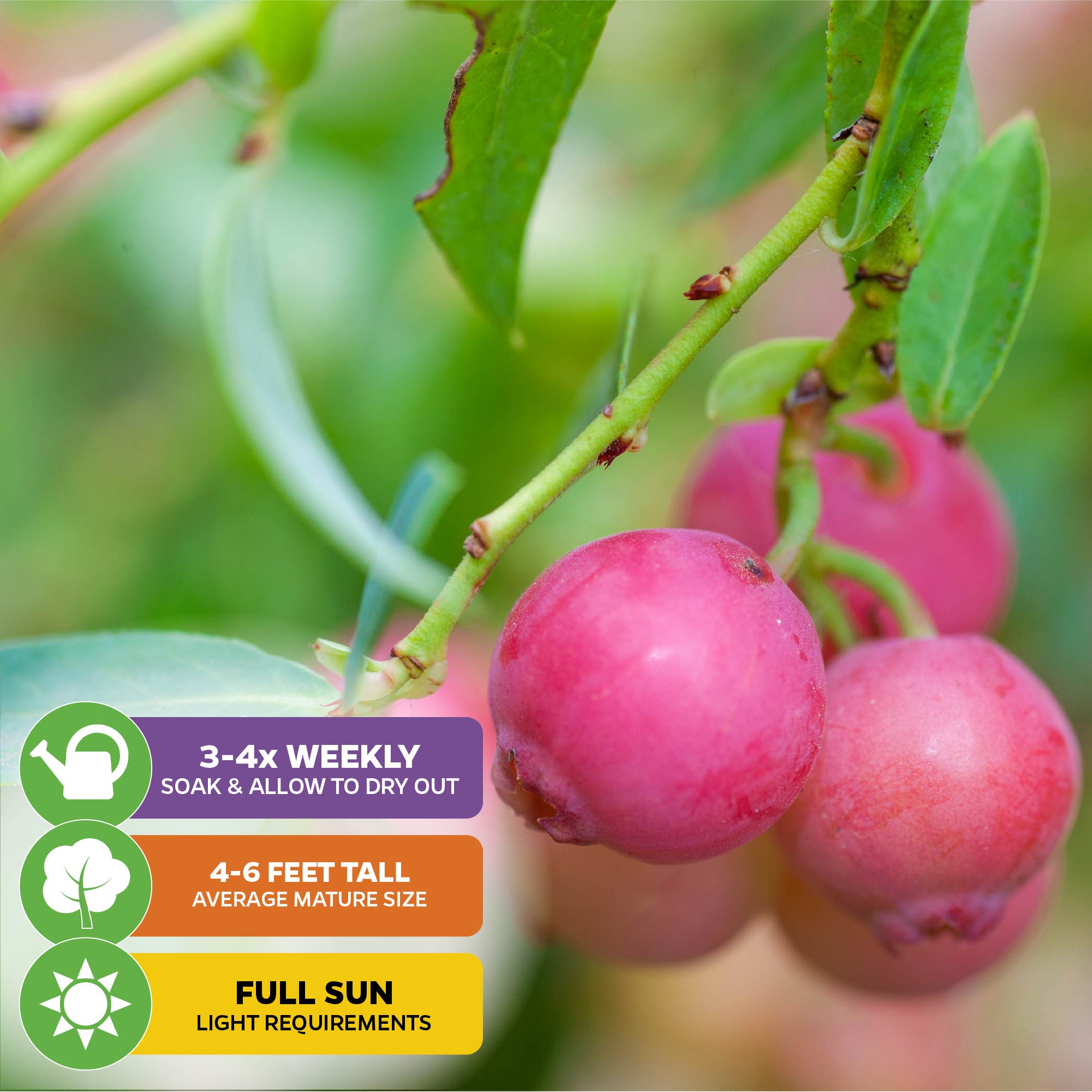 Close-up of Pink Lemonade Blueberry (Rabbiteye) - Vaccinium by Wellspring Gardens: berries on a leafy branch, with icons showing care needs—water 3-4x/week, grows 4-6 ft, self-pollinating, requires full sun.