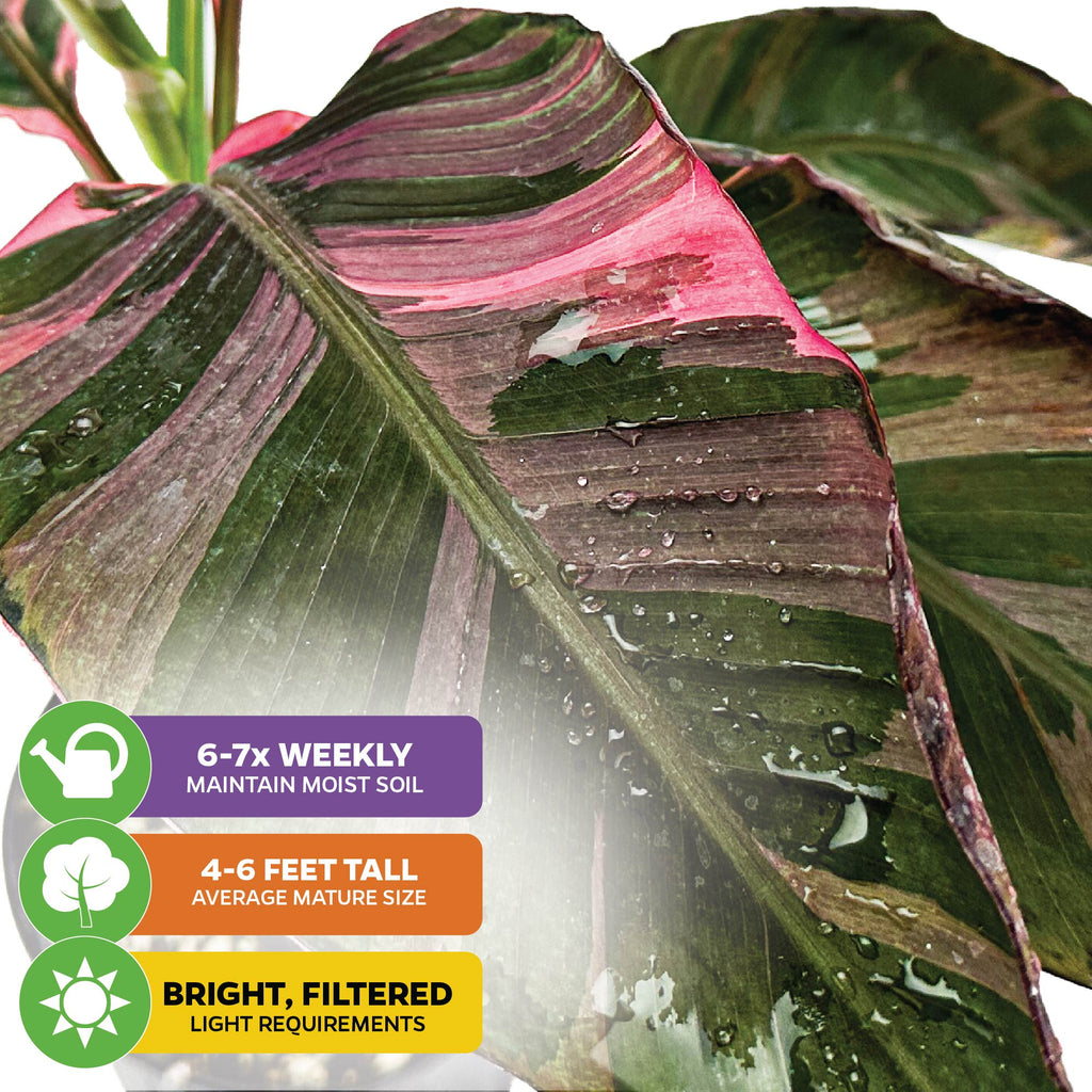 Musa NoNo Pink Variegated Banana - Musa 'Nono'