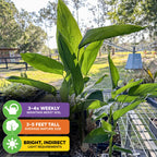 Arrowroot - Maranta arundinacea