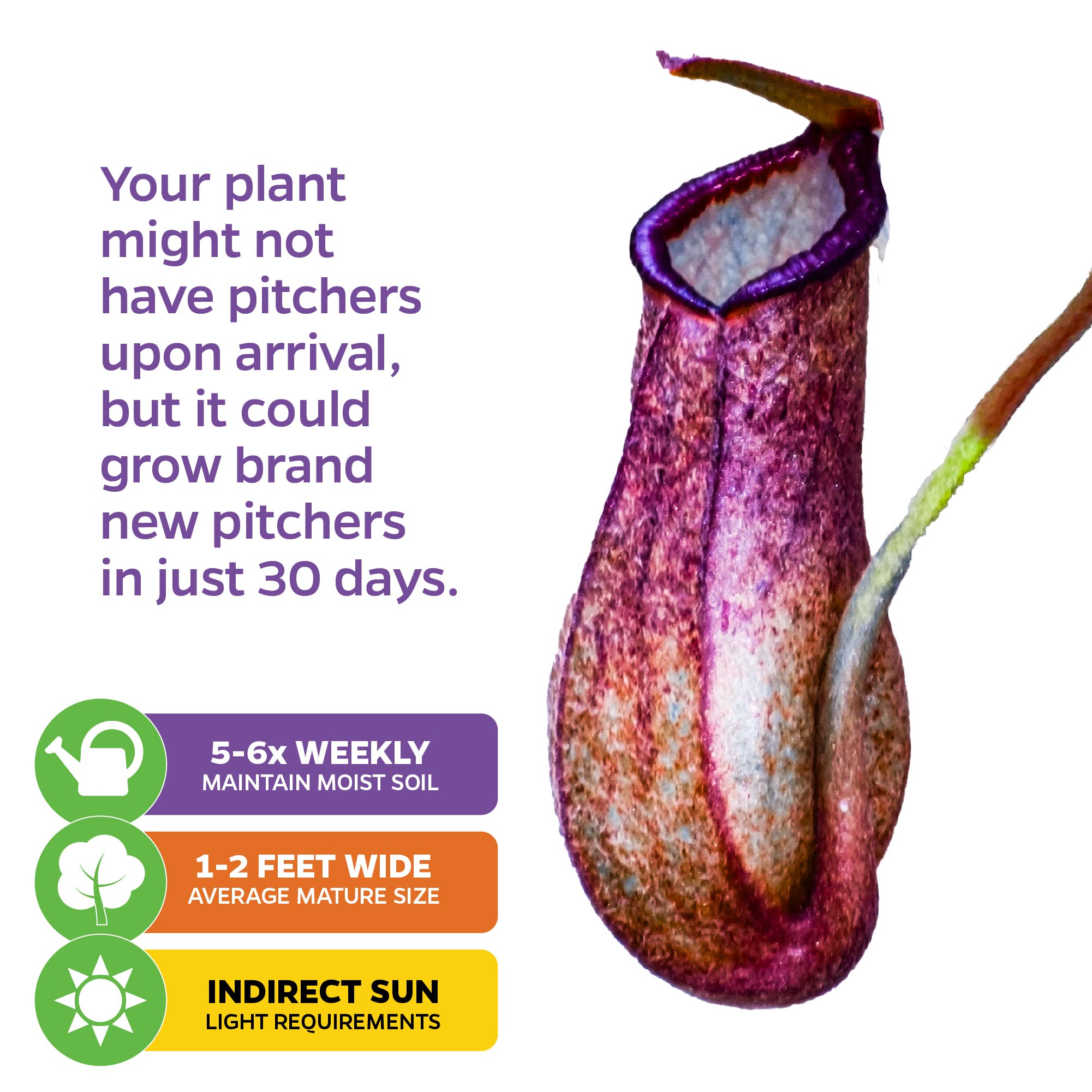 A close-up of the Wellspring Gardens Rebecca Soper Pitcher Plant (Nepenthes ventricosa x gracillima) with text: “Your plant may arrive without pitchers, but new ones can grow in 30 days.” Care icons show watering, size, and indirect sun needs.