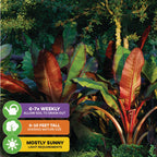 The Wellspring Gardens Red Abyssinian Banana (Ensete ventricosum Maurelii) features bold red and green foliage, grows 6-10 ft tall, thrives in mostly sunny spots, and needs watering 6-7 times weekly—an ideal tropical ornamental plant.