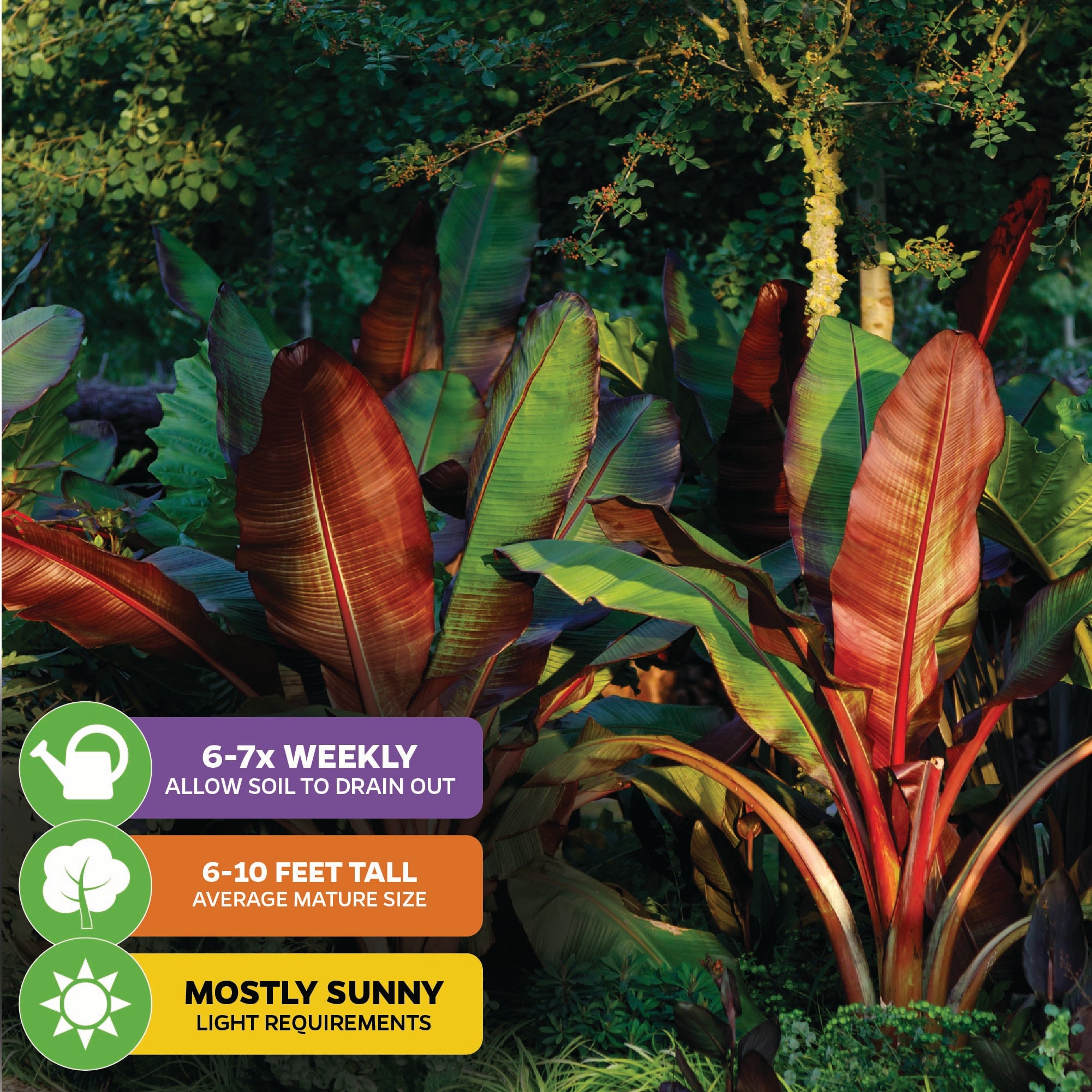 The Wellspring Gardens Red Abyssinian Banana (Ensete ventricosum Maurelii) features bold red and green foliage, grows 6-10 ft tall, thrives in mostly sunny spots, and needs watering 6-7 times weekly—an ideal tropical ornamental plant.