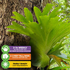 The Wellspring Gardens Superbum Staghorn Fern (Platycerium superbum) thrives in fairly shady light, grows 2-3 ft tall/wide, and should be watered 2-3 times weekly—making it an ideal low-light indoor plant.