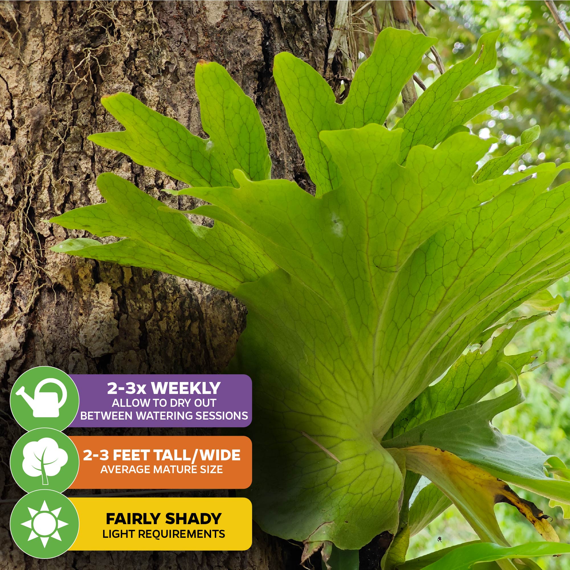 The Wellspring Gardens Superbum Staghorn Fern (Platycerium superbum) thrives in fairly shady light, grows 2-3 ft tall/wide, and should be watered 2-3 times weekly—making it an ideal low-light indoor plant.