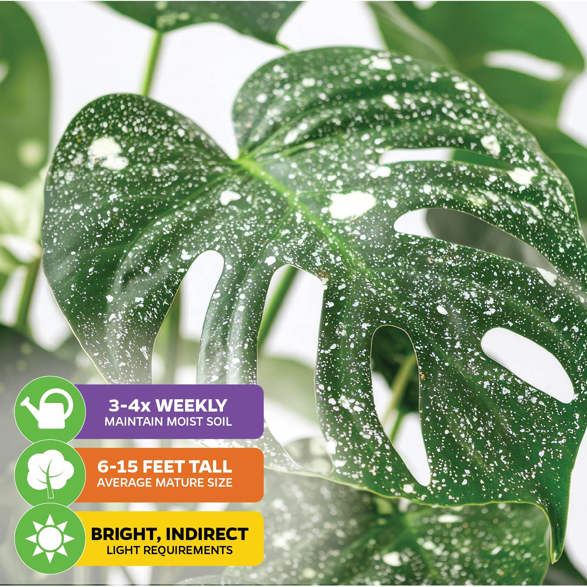 Thai Constellation Monstera Variegated - Premium 3/4-QT size - Monstera deliciosa