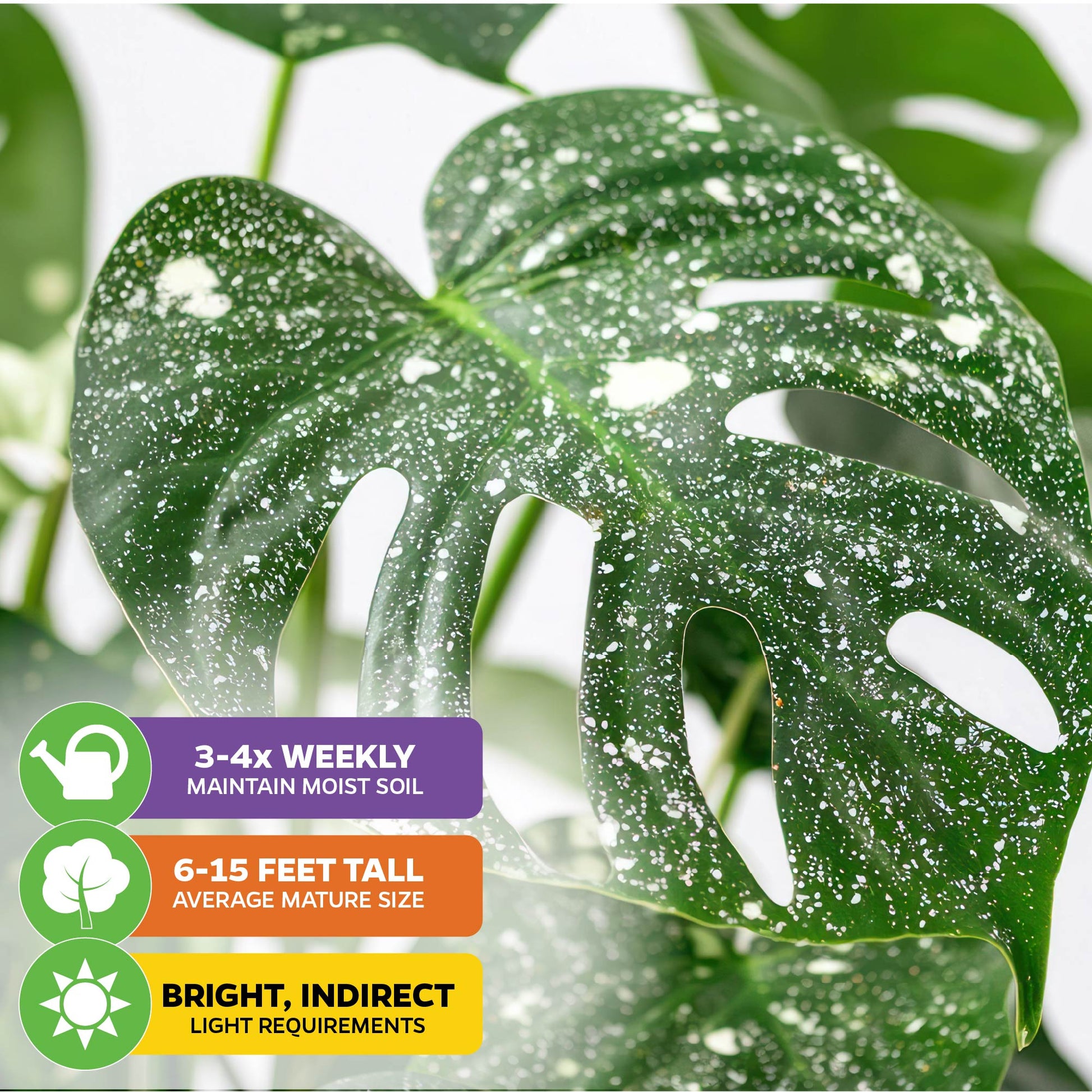 Thai Constellation Monstera Variegated - Monstera deliciosa