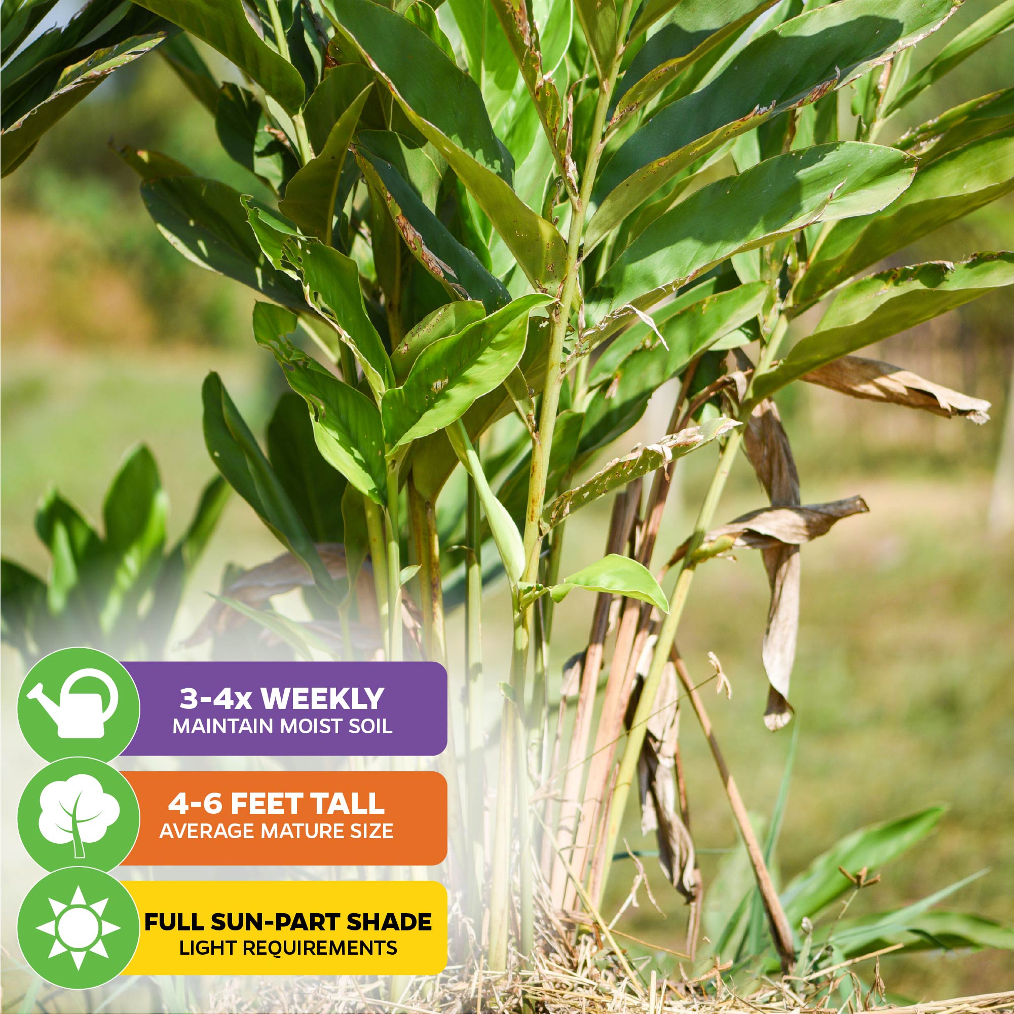 Galanga (Thai Ginger) by Wellspring Gardens growing outdoors in soil, with care tips overlay: water 3-4x weekly, reaches 4-6 ft tall, thrives in full sun to part shade. Essential for Thai cooking; aromatic Alpinia galangal variety.