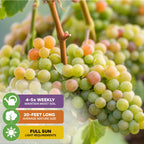 Clusters of green and pink grapes grow on the Traminette Grape Vine (Gewürztraminer Hybrid) by Wellspring Gardens. Care tips: water 4-5 times weekly, provide full sun, and allow vines to reach up to 20 feet in length.