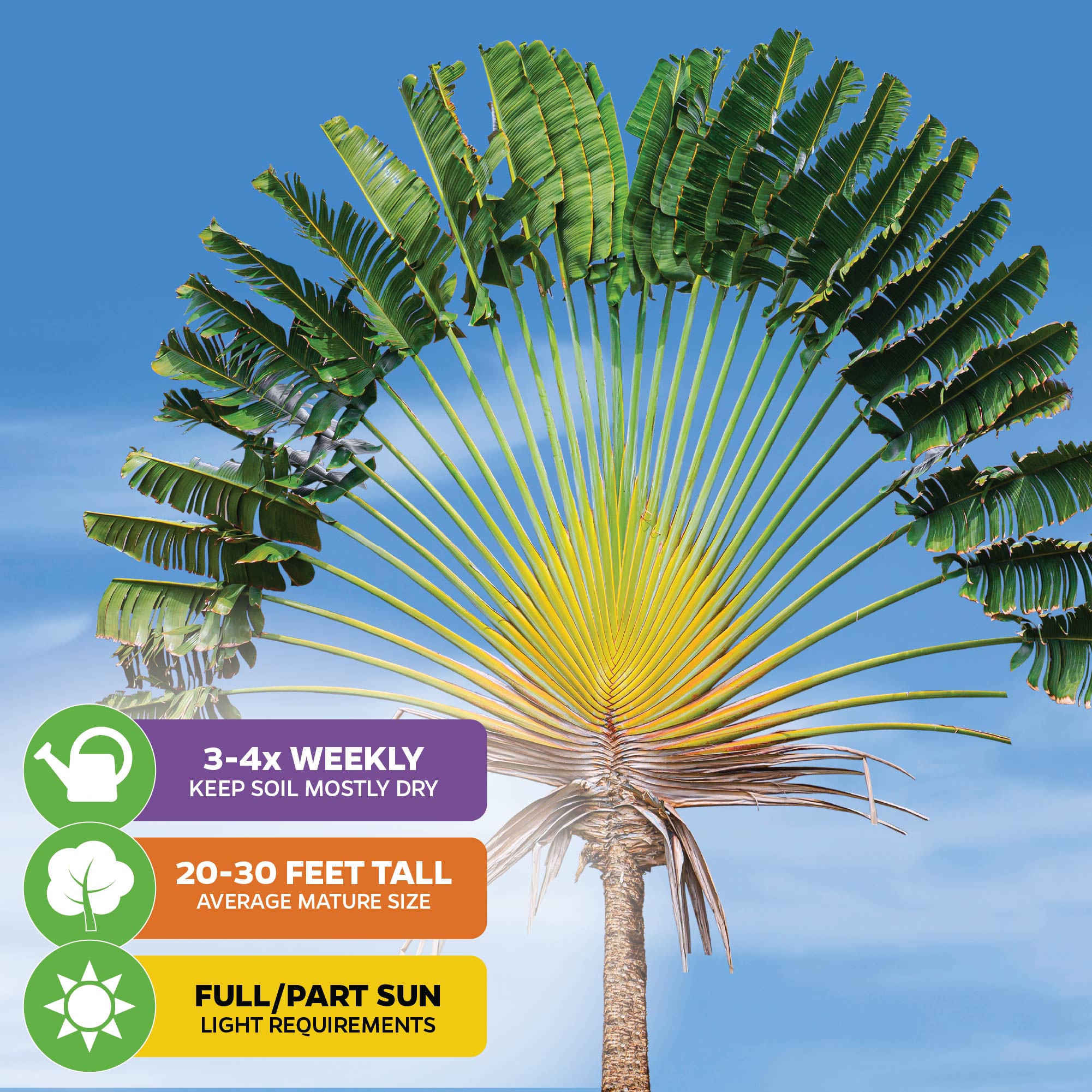 Traveler's Tree (Traveler's Palm) - Ravenala madagascariensis (Premium | 3/4-QT size)