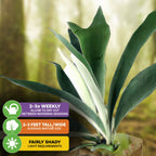 The Silver Elkhorn Staghorn Fern (Platycerium veitchii) from Wellspring Gardens features lush green leaves, grows 2-3 feet tall and wide, thrives in fairly shady spots, and should be watered 2-3 times weekly. Blurred greenery forms the backdrop.