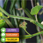 Close-up of green Veldt Grape Ivy (Cissus quadrangularis) stems and leaves with flower buds. Care: water 1–2 times/week, 16 ft spread at maturity, needs full to part sun. Often used for weight loss. From Wellspring Gardens.