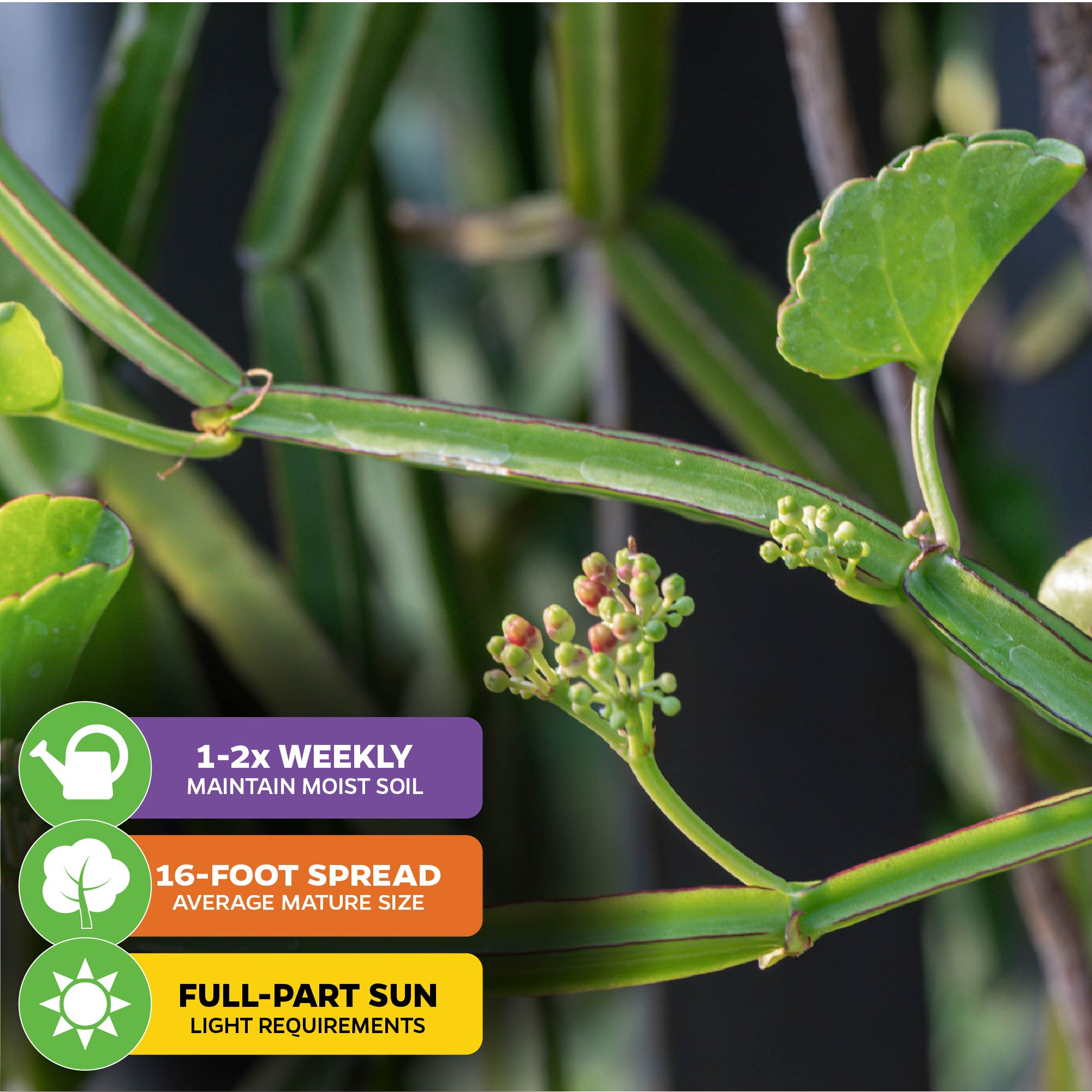Veldt Grape Ivy (weight loss) - Cissus quadrangularis