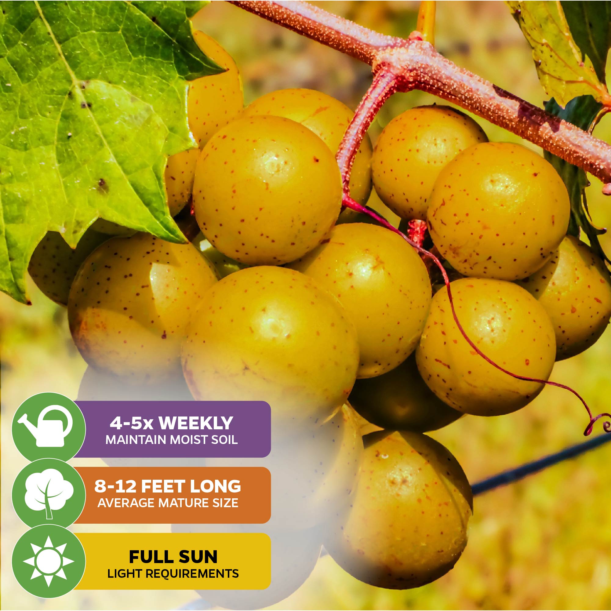 Welder Muscadine Grape - Vitis rotundifolia