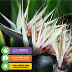 Close-up of Wellspring Gardens’ White Bird of Paradise (Strelitzia alba), a striking perennial with spiky white flowers and green leaves. Care icons: water 3–4x weekly, grows 15–20 ft tall, thrives in full or partial sun.