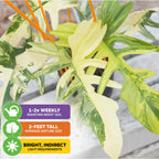 The Wellspring Gardens Philodendron Yellow Ghost is a rare houseplant with striking green and yellow leaves in a pot. Water 1-2x weekly, place in bright, indirect light, and it can grow up to 2 feet tall.