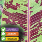 Close-up of a Wellspring Gardens Zebrina Rojo Banana (Musa acuminata) leaf with green and maroon patterns, plus care tips: water 6-7x/week, reaches 8-10 ft, prefers full or partial sun—ideal for container gardeners.