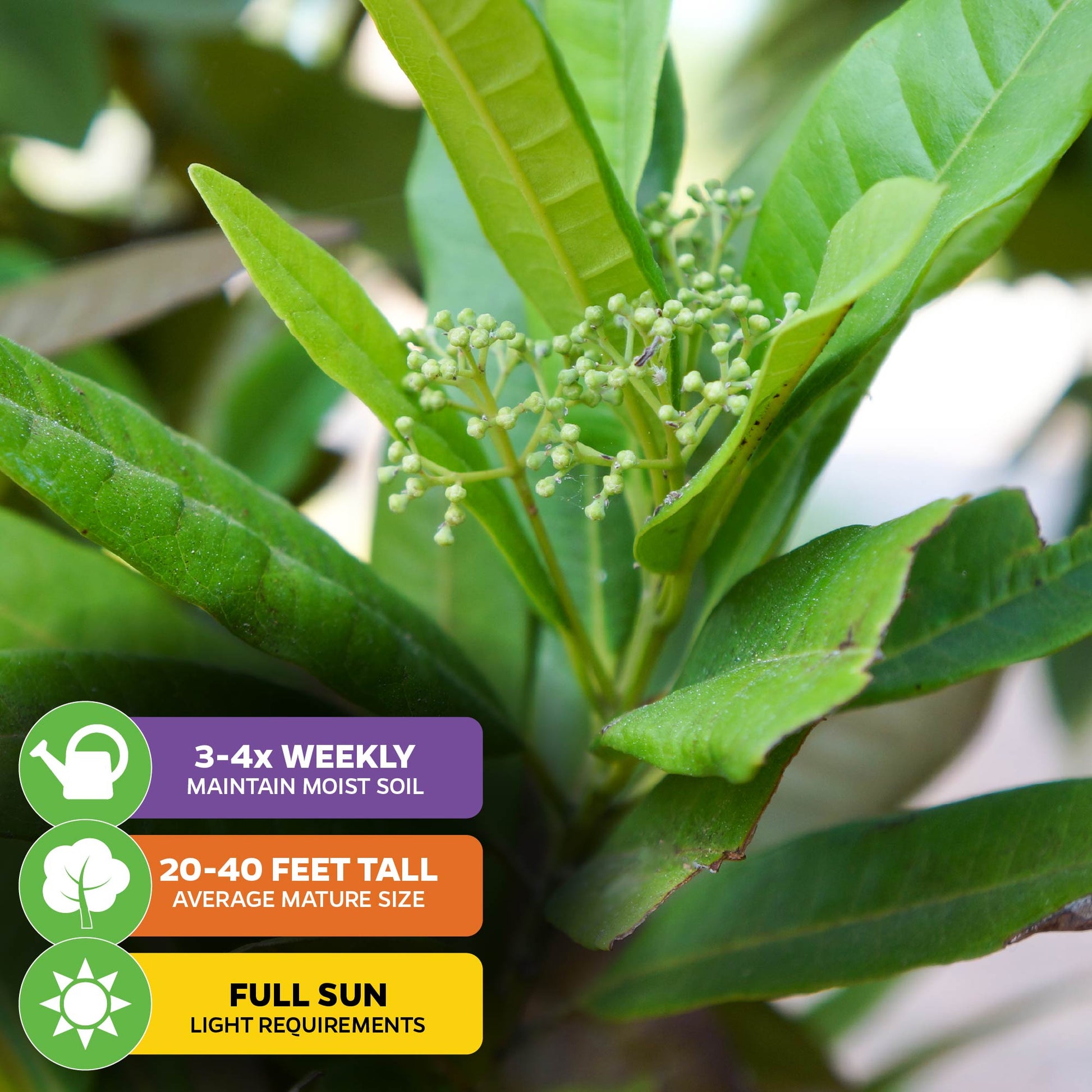 Multi-pack (3) of Allspice Trees - Pimenta dioica